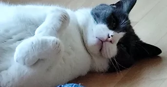 caroline pet sitter à ROCHEFORT 17300