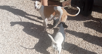 blandine pet sitter à MONETEAU 89470_5