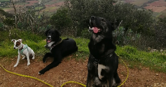 lauriane pet sitter à ST PARGOIRE 34230_1