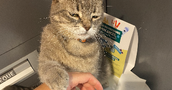 celia pet sitter à MARSEILLE 12 13012_3