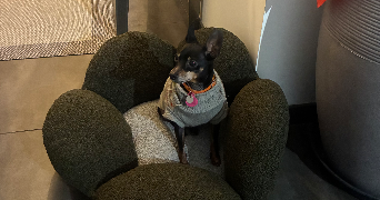 christelle pet sitter à CERNAY 68700_6