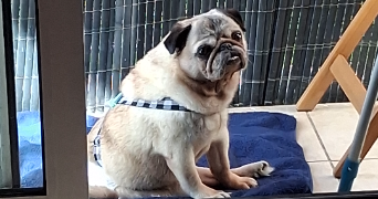 claire pet sitter à VITRY SUR SEINE 94400_9