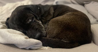 charlotte pet sitter à NIMES 30000_1