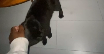 gabrielle pet sitter à PARIS 18 75018_3