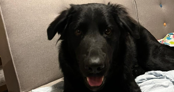 emran pet sitter à MONTPELLIER 34090_3