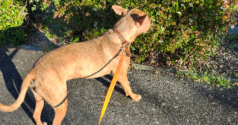 nabiha pet sitter à ST JORY 31790_4