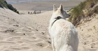 axelle pet sitter à BUCHERES 10800