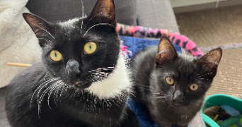 jade pet sitter à VILLEFRANCHE SUR SAONE 69400_3