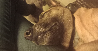 megane dog sitter à CAVAILLON 84300_3