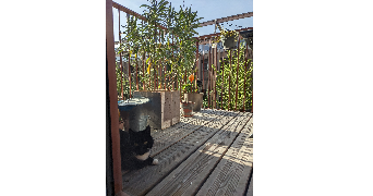 virginie cat sitter à PANTIN 93500_2