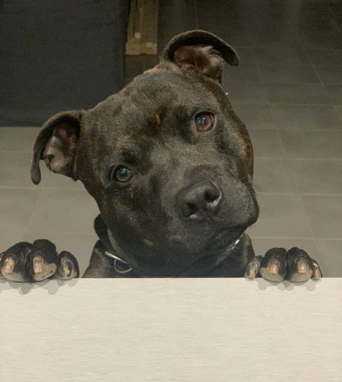 marie pet sitter à Puget-ville 83390_2