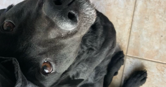 elise pet sitter à SORGUES 84700_5