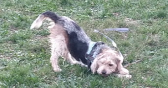 samuel pet sitter à BRIGNOLES 83170_0