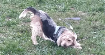 samuel pet sitter à BRIGNOLES 83170