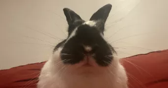 séréna pet sitter à ST CLOUD 92210