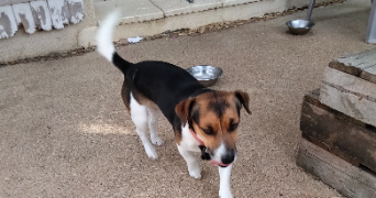 celine pet sitter à Lance 41310_4