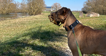 danton pet sitter à BORDEAUX 33000_5
