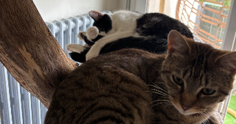 noemie pet sitter à TROSLY BREUIL 60350_5