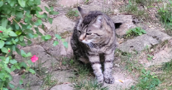 severine cat sitter à CONFLANS STE HONORINE 78700_2