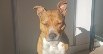 hang dog sitter à ARMENTIERES EN BRIE 77440_0