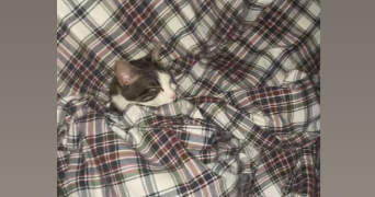 candy pet sitter à HOPITAL CAMFROUT 29460_3