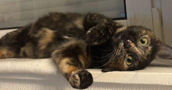 lou-ann pet sitter à SELONCOURT 25230_1