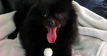 carole pet sitter à SERRIS 77700_1