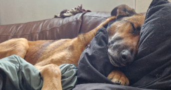 sara pet sitter à Saint-Jacques-de-Néhou 50390_0