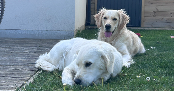 simon pet sitter à BAUVIN 59221_6