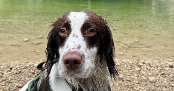 zoé pet sitter à MONTELIMAR 26200_0