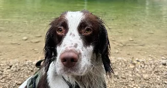 zoé pet sitter à MONTELIMAR 26200