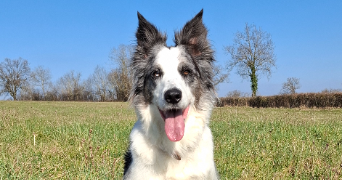 chloe pet sitter à MOLLES 03300_4