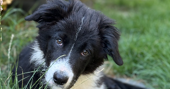 bruno pet sitter à Guilherand-Granges 07500_5