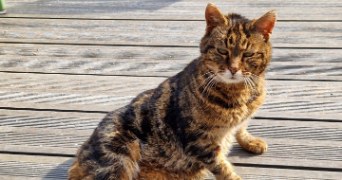 marine pet sitter à MONTIGNY LE BRETONNEUX 78180_0