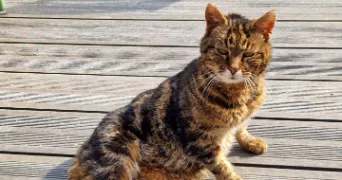 marine pet sitter à MONTIGNY LE BRETONNEUX 78180