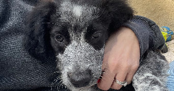 amandine pet sitter à AURIOL 13390_2