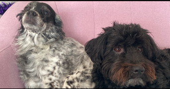 flora pet sitter à MARLY 59770_0