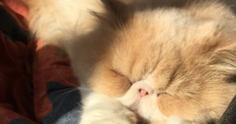 charlotte pet sitter à LA CROIX HELLEAN 56120_3