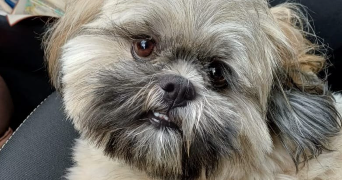 kim pet sitter à NANDY 77176_1
