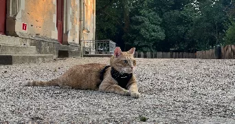 julie pet sitter à ANGERS 49100