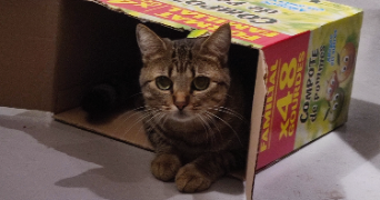 lola pet sitter à HYERES 83400_0