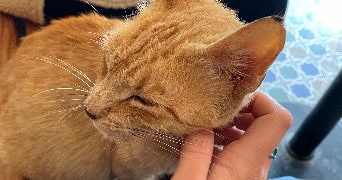 kayleigh pet sitter à ST MARTIN LE VINOUX 38950_4