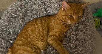 clarisse pet sitter à ORLEANS 45000_4