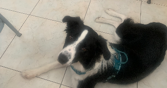 pascale pet sitter à PARAY LE MONIAL 71600_1