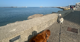 maéline dog sitter à LE HAVRE 76600_5