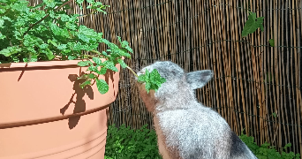 alexia pet sitter à BOUCAU 64340_2