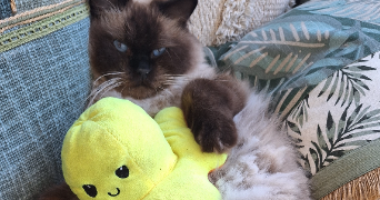 emma pet sitter à FABREGUES 34690_0