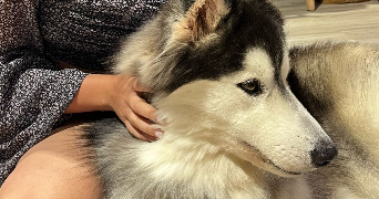 solena pet sitter à VILLEPINTE 93420_3