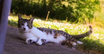 alexandra pet sitter à LA TRONCHE 38700_1