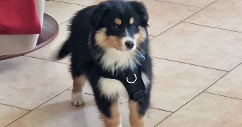 ethan pet sitter à DIJON 21000